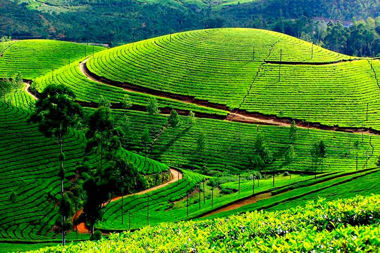 MUNNAR-THEKKADY-KUMARAKOM (ALLEPPEY BACKWATERS)